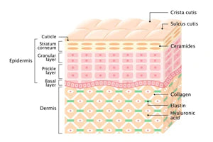 How to Prevent Premature Aging of the Skin